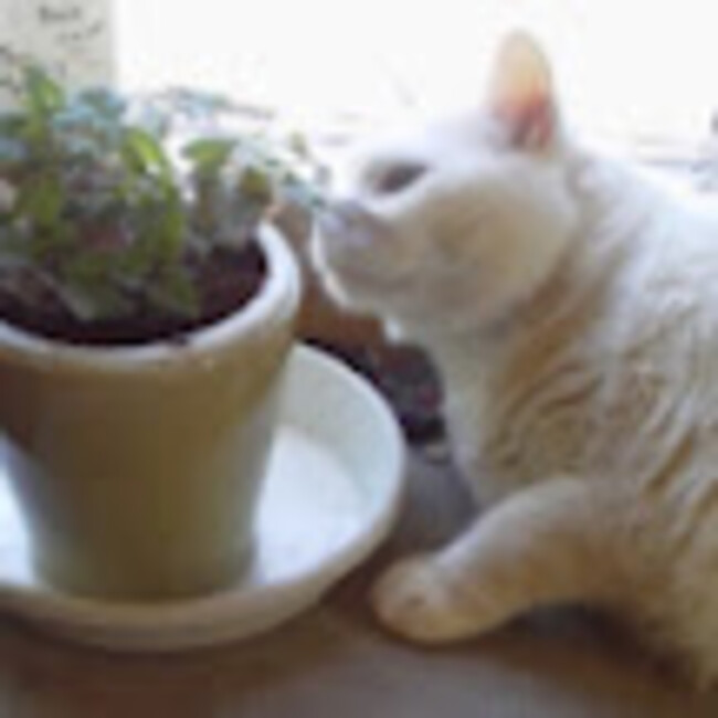 麗羅03のカバー写真