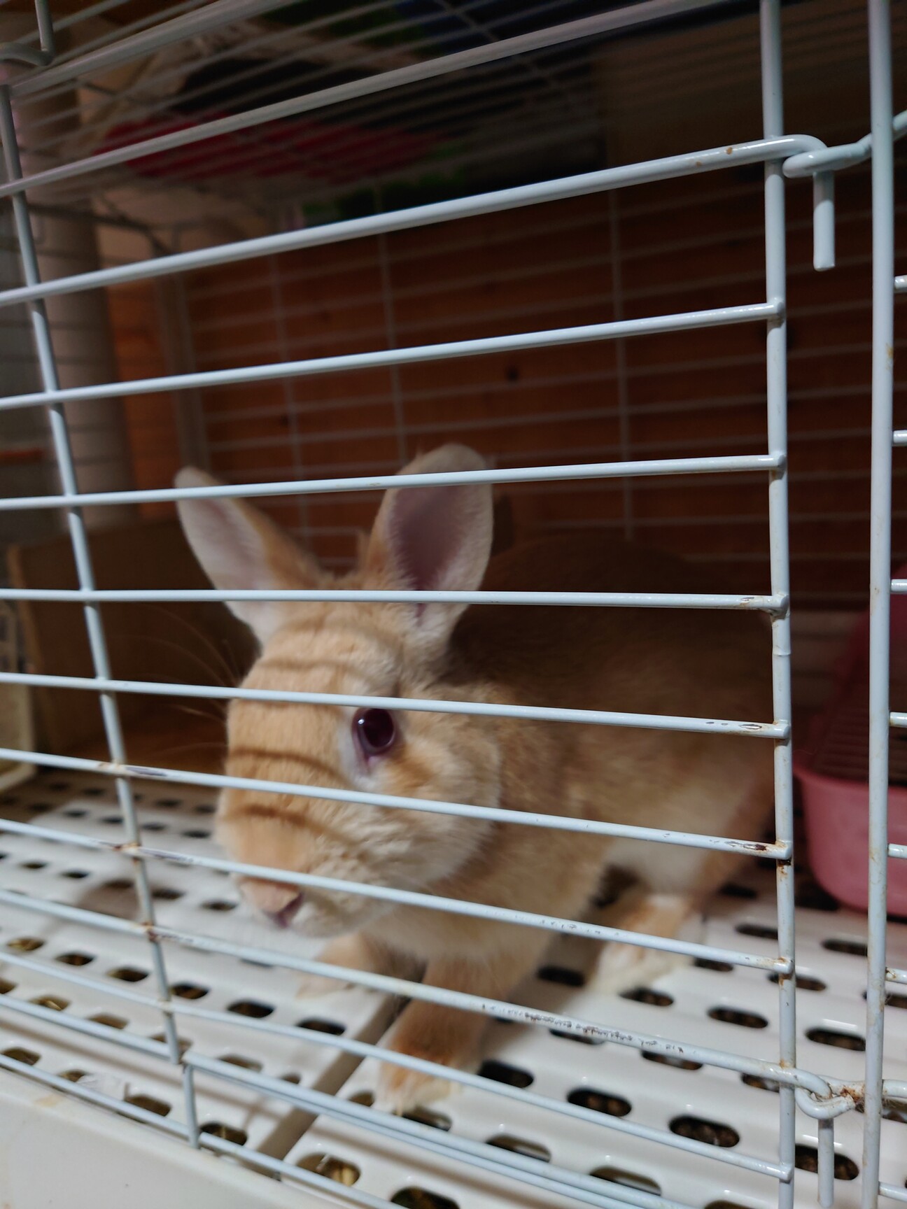 子ウサギ里親募集(⌒‐⌒) サムネイル1