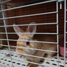 子ウサギ里親募集(⌒‐⌒) サムネイル1