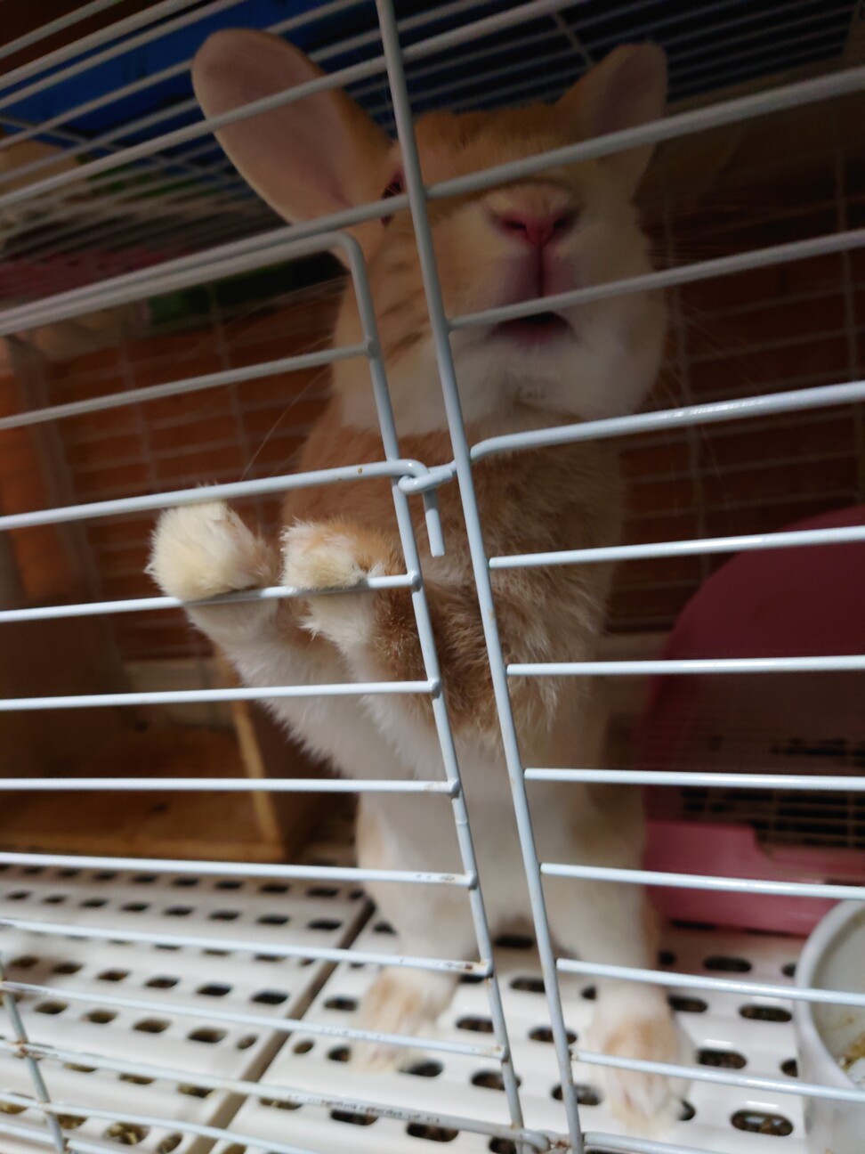 子ウサギ里親募集(⌒‐⌒) サムネイル2