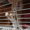 子ウサギ里親募集(⌒‐⌒) サムネイル2