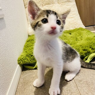 わんぱくっ子でございます！