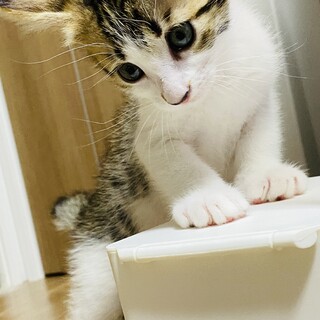 ロケットガール!!!おてんばof theおてんば!