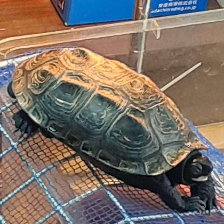 ぷーちゃんのカバー写真