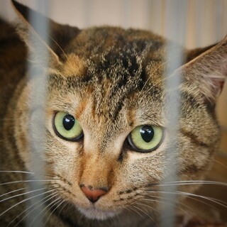 心通わせ、ほっぺすりすりのツイーディーちゃん