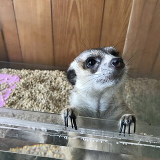 里親決定しました。ありがとうございました。