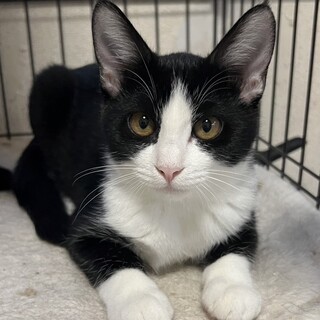 黒白ハチワレ子猫、あられちゃん