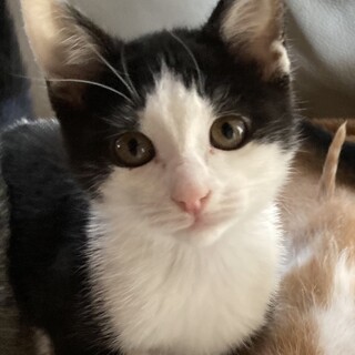 ありがとうございました★可愛いハチワレ　トトちゃん