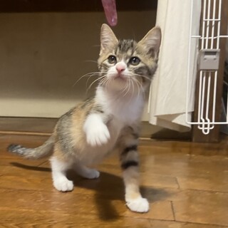 【一時停止中】珍しいパステル三毛、もなかちゃん
