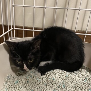 【一時停止】白い靴下が可愛いハチワレ女子ぴーなっつ