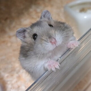ジャンガリアンハムスター