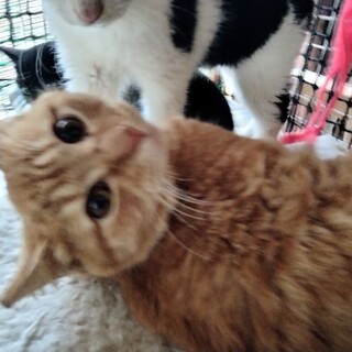 すりごろに変身。みんなと仲良し茶トラ君6か月