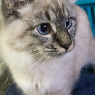 穏やかな性格の女の子