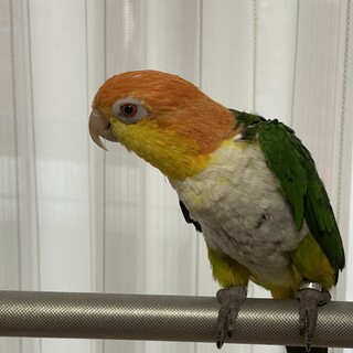 シロハラインコ　オス