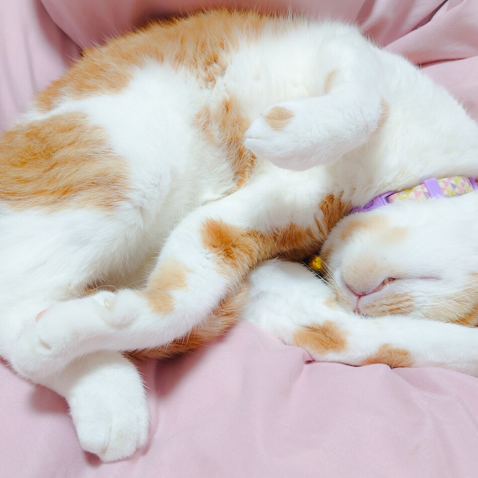 スピカのカバー写真