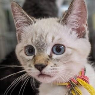 12/3東日本橋ｼｬﾑ系ﾌﾞﾙｰｱｲ甘えん坊♡ﾚﾝ