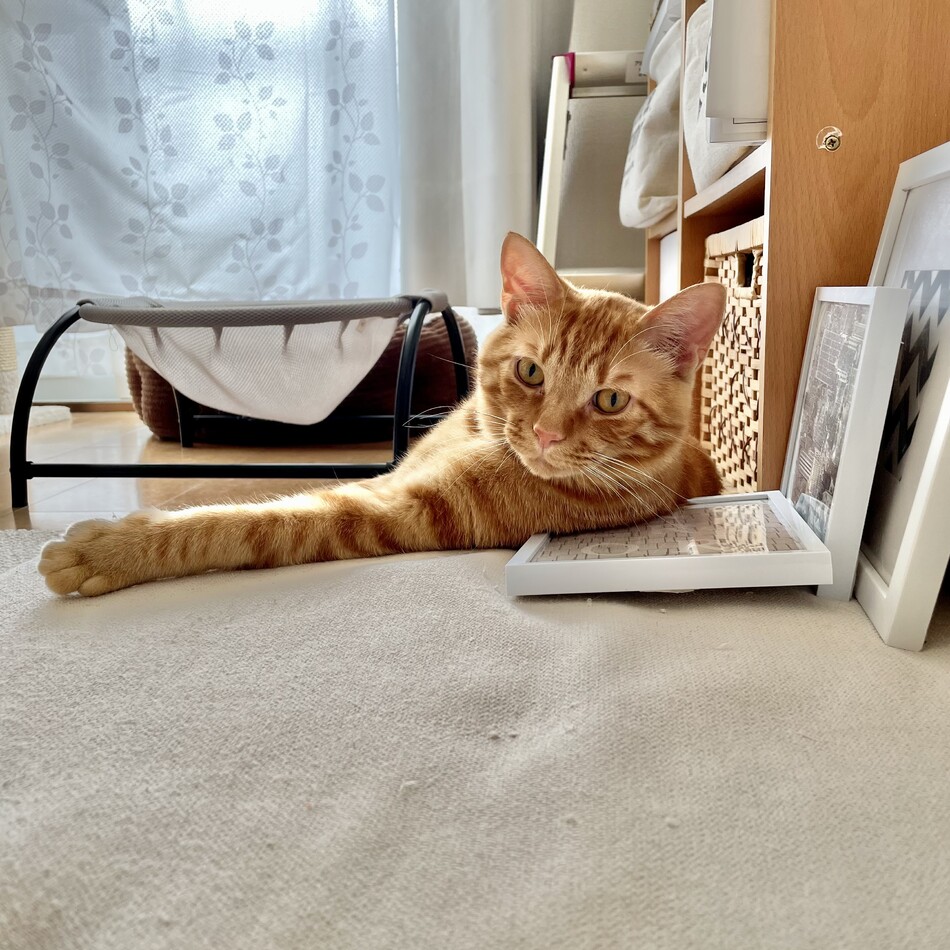 ハルのカバー写真