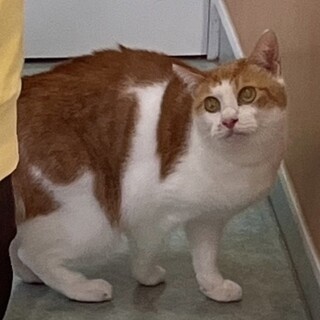 食いしん坊おばちゃん猫