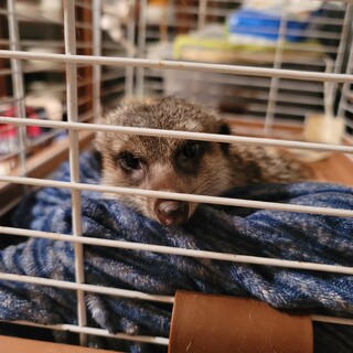 好奇心旺盛なミーヤキャットくん♡