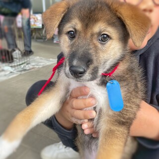 穏やかキントキくん
