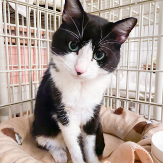 奄美大島出身のハチワレ食いしん坊