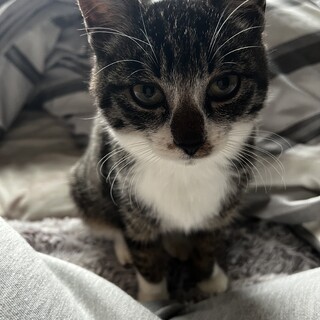 子猫里親募集　豊岡市