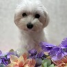 マルチーズのちょもらちゃん♡３〜５歳 サムネイル2