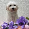 マルチーズのちょもらちゃん♡３〜５歳 サムネイル3