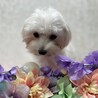 マルチーズのちょもらちゃん♡３〜５歳 サムネイル4