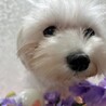 マルチーズのちょもらちゃん♡３〜５歳 サムネイル5