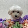 マルチーズのちょもらちゃん♡３〜５歳 サムネイル6
