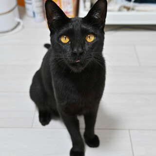 猫千代 0827 猫千代 0827 カード検索 ｜ Z/X - Zillions of enemy X