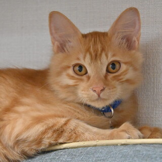 ロト：ふわふわ茶トラの男の子