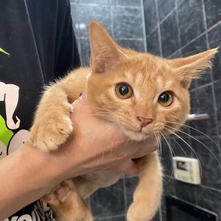 ジャンボ：茶トラの男の子