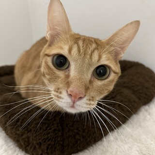 しん：人馴れ抜群！甘えん坊の男の子