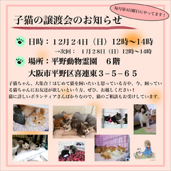 子猫と遊べる譲渡会atクリスマスイブ