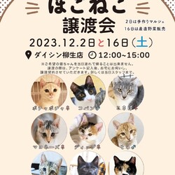 ほごねこ譲渡会　〜愛すべき野良猫の会〜