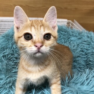 フレンドリーで元気いっぱい！ずっとのお家探し中♪