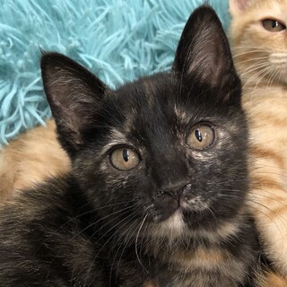 お外で頑張っていたサビちゃん！【トライアル決定】