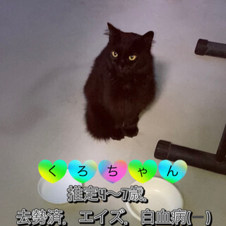 臆病で大人しく甘えん坊のクロちゃんです