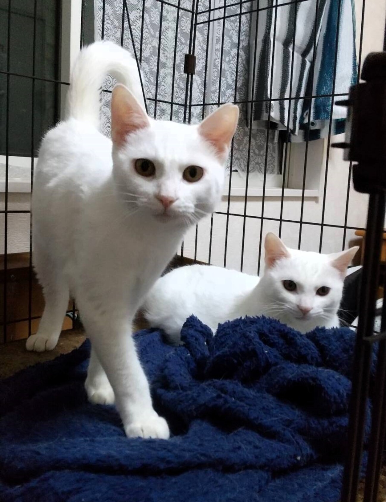 猫姉妹さま専用 1839839.jpg