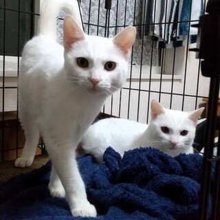 約8か月 【白猫】美人姉妹 一緒の家族を募集中♪