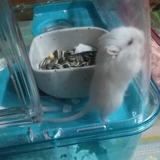 白色　カラージャービル　スナネズミ　赤ちゃん