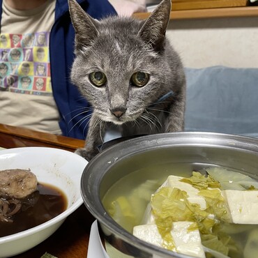 今月に入り体重減少が続きかなり不安…杏雷達はインフルで雷Ｇも食欲不振(ﾟoﾟ;;とりあえず回復した！？