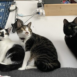 「子猫たち、寒いわー母ちゃん」サムネイル2