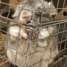 チンチラバイオレット♂５歳お願い致します サムネイル2
