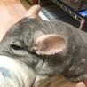 チンチラバイオレット♂５歳お願い致します サムネイル3