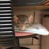 チンチラバイオレット♂５歳お願い致します サムネイル4