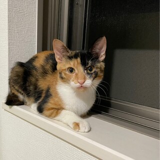 人懐こい三毛猫の女の子