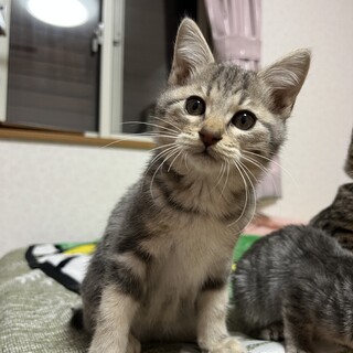 地元で譲渡先が決まりました。